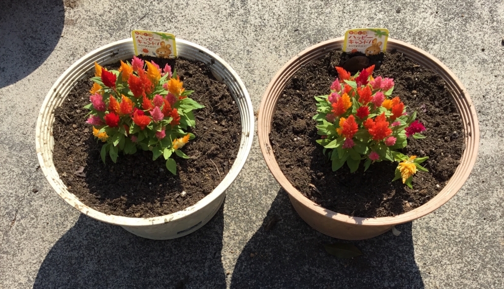 3 35 愛すべき花たち 18年夏に向けてプランター植え替え 何気ない日々の生活に保育のヒントを見つけたい