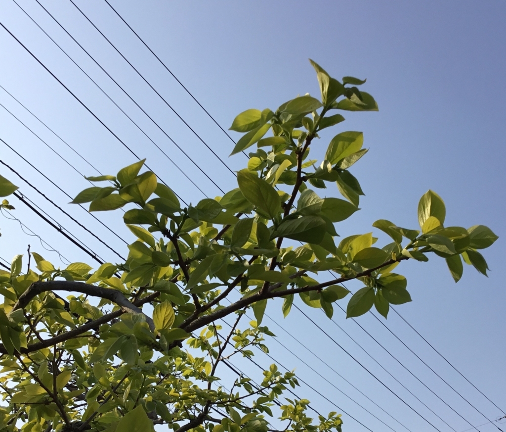 f:id:panda-mzlbk:20180530192924j:plain