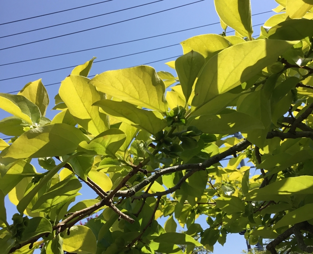 f:id:panda-mzlbk:20180530192942j:plain