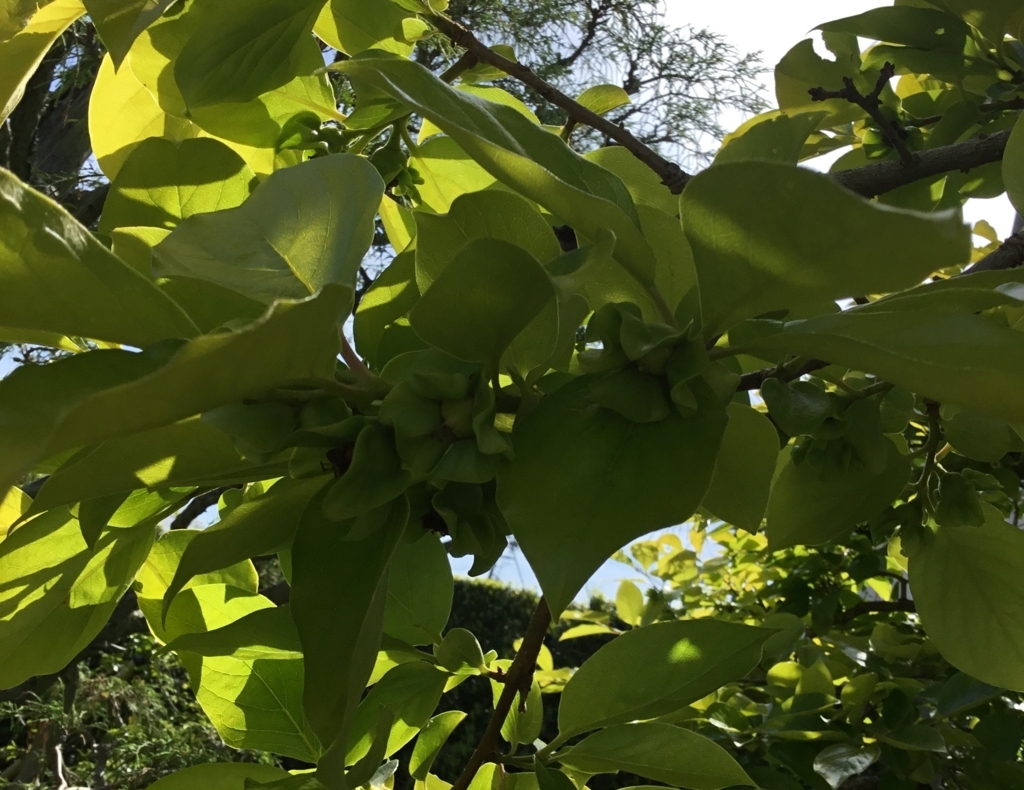 f:id:panda-mzlbk:20180530193002j:plain