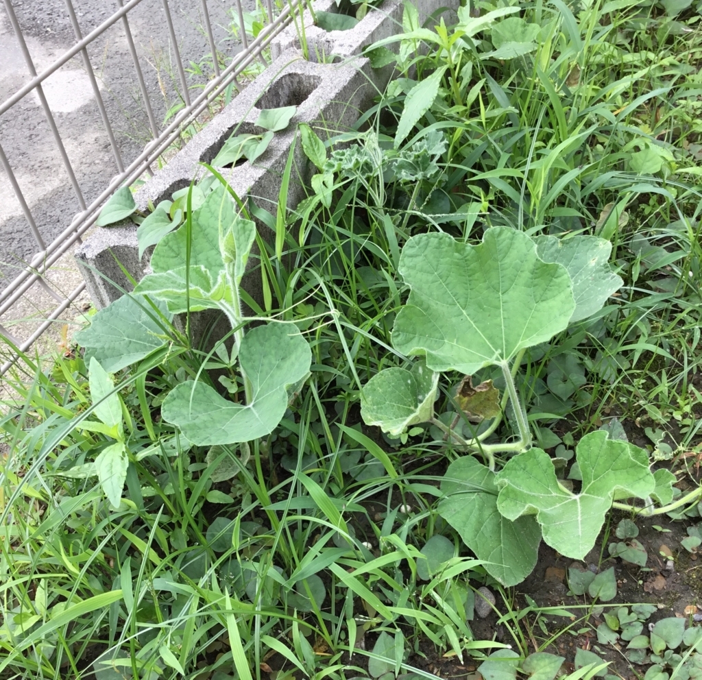 f:id:panda-mzlbk:20180711223503j:plain