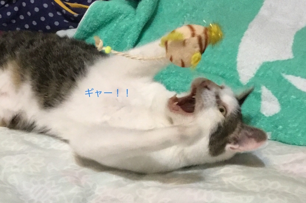 f:id:panda-mzlbk:20180712191829j:plain