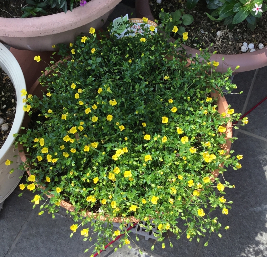 f:id:panda-mzlbk:20180714085638j:plain