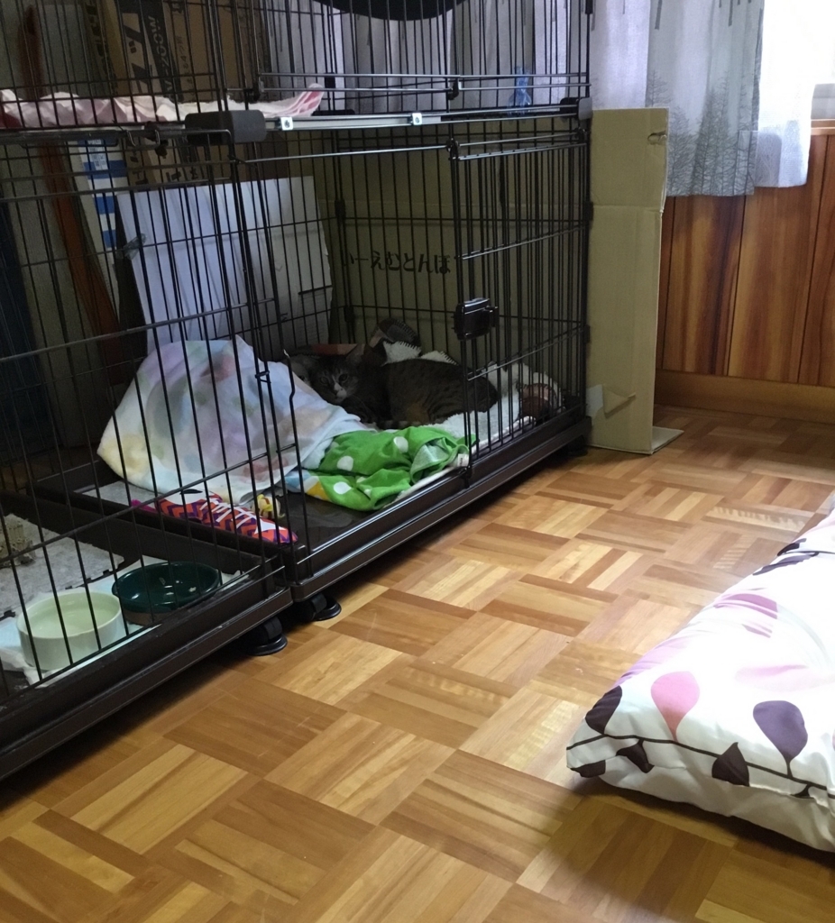 f:id:panda-mzlbk:20180716190847j:plain f:id:panda-mzlbk:20180716190847j:plain