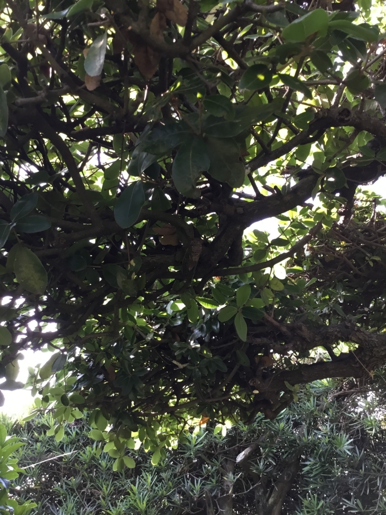 f:id:panda-mzlbk:20180716204437j:plain