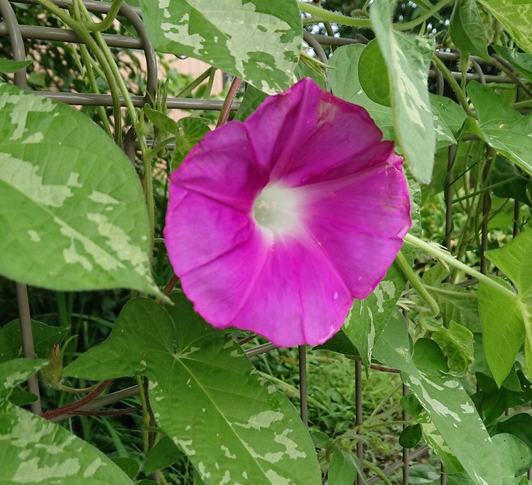 f:id:panda-mzlbk:20180728102827j:plain
