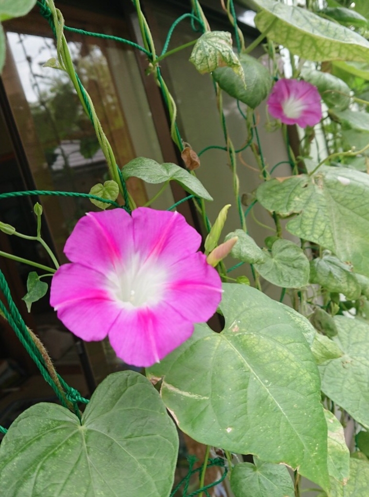 f:id:panda-mzlbk:20180728102832j:plain