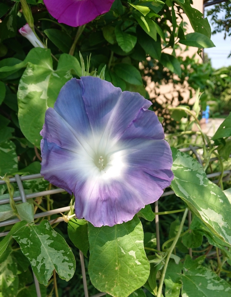 f:id:panda-mzlbk:20180802202135j:plain