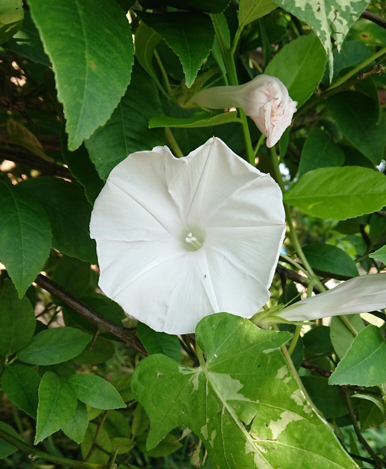 f:id:panda-mzlbk:20180802202139j:plain