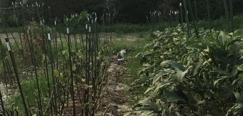 f:id:panda-mzlbk:20180807161411j:plain