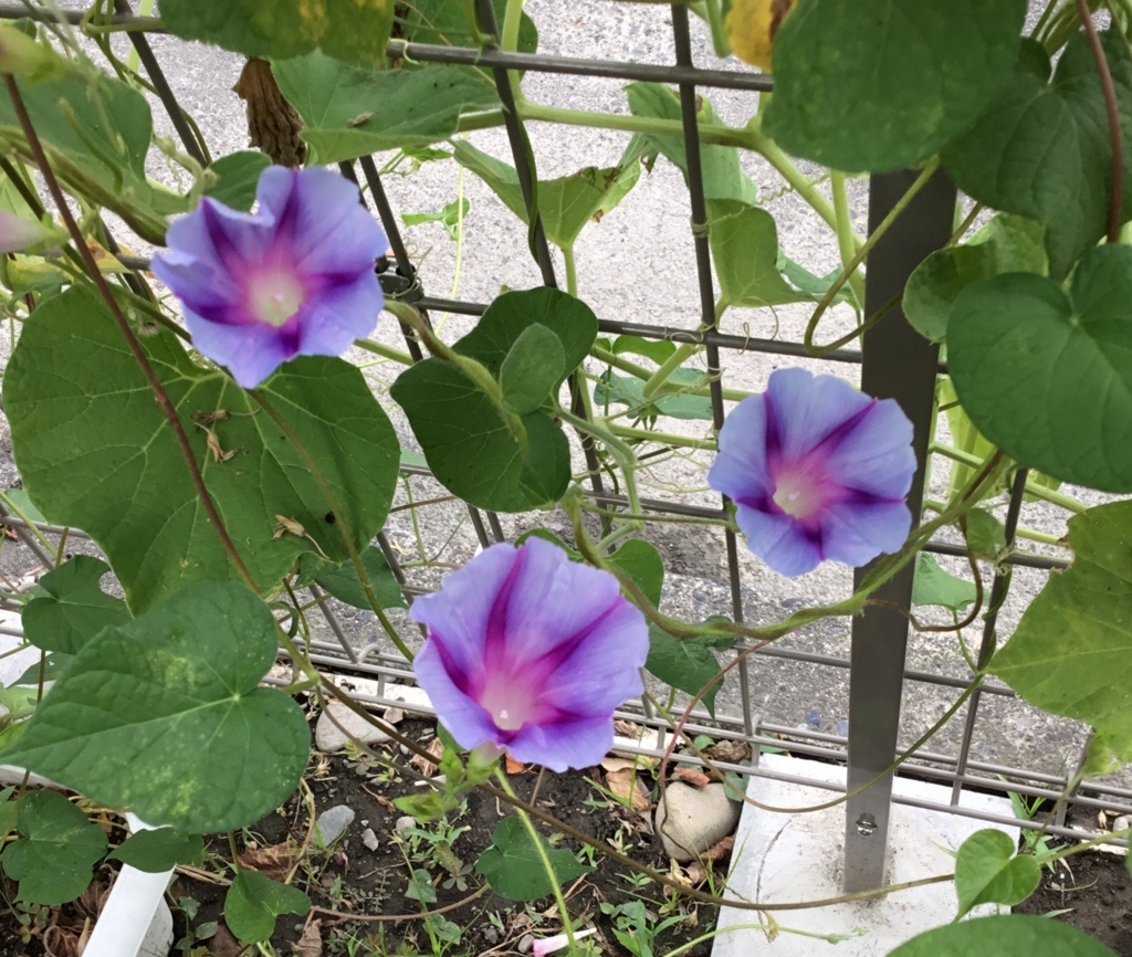f:id:panda-mzlbk:20180814112738j:plain
