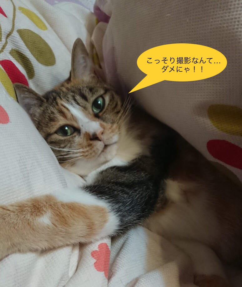 f:id:panda-mzlbk:20181030192411j:plain f:id:panda-mzlbk:20181030192411j:plain