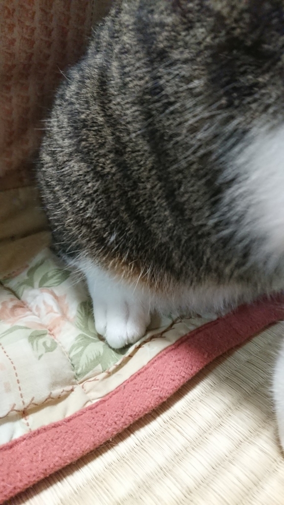 f:id:panda-mzlbk:20181117185612j:plain