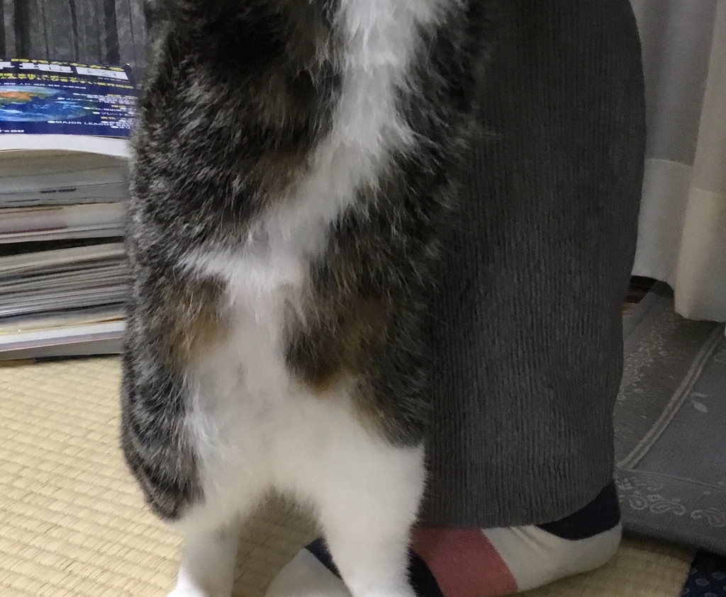 f:id:panda-mzlbk:20181117185642j:plain