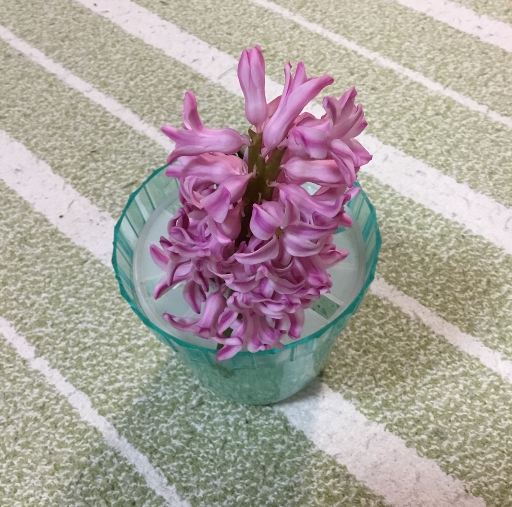f:id:panda-mzlbk:20190119210018j:plain f:id:panda-mzlbk:20190119210018j:plain
