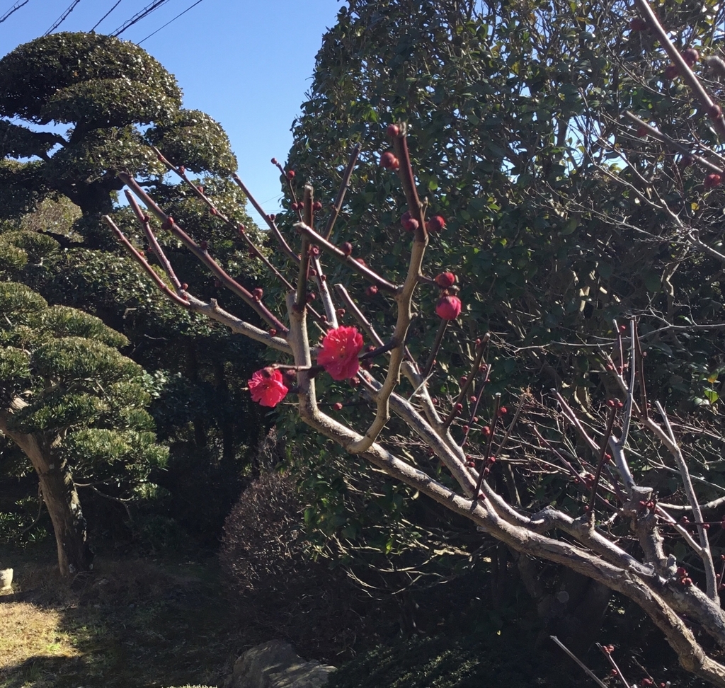 f:id:panda-mzlbk:20190202211320j:plain