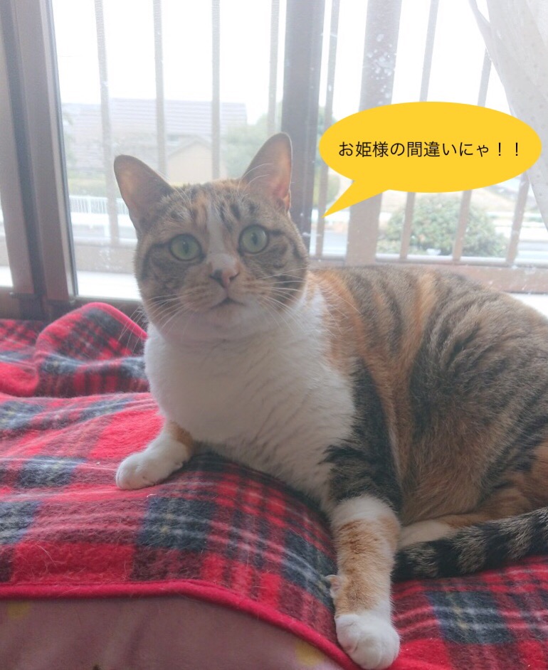 f:id:panda-mzlbk:20190211185027j:plain f:id:panda-mzlbk:20190211185027j:plain