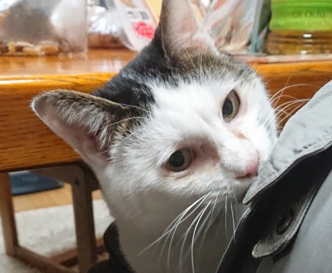 f:id:panda-mzlbk:20190213192133j:plain f:id:panda-mzlbk:20190213192133j:plain