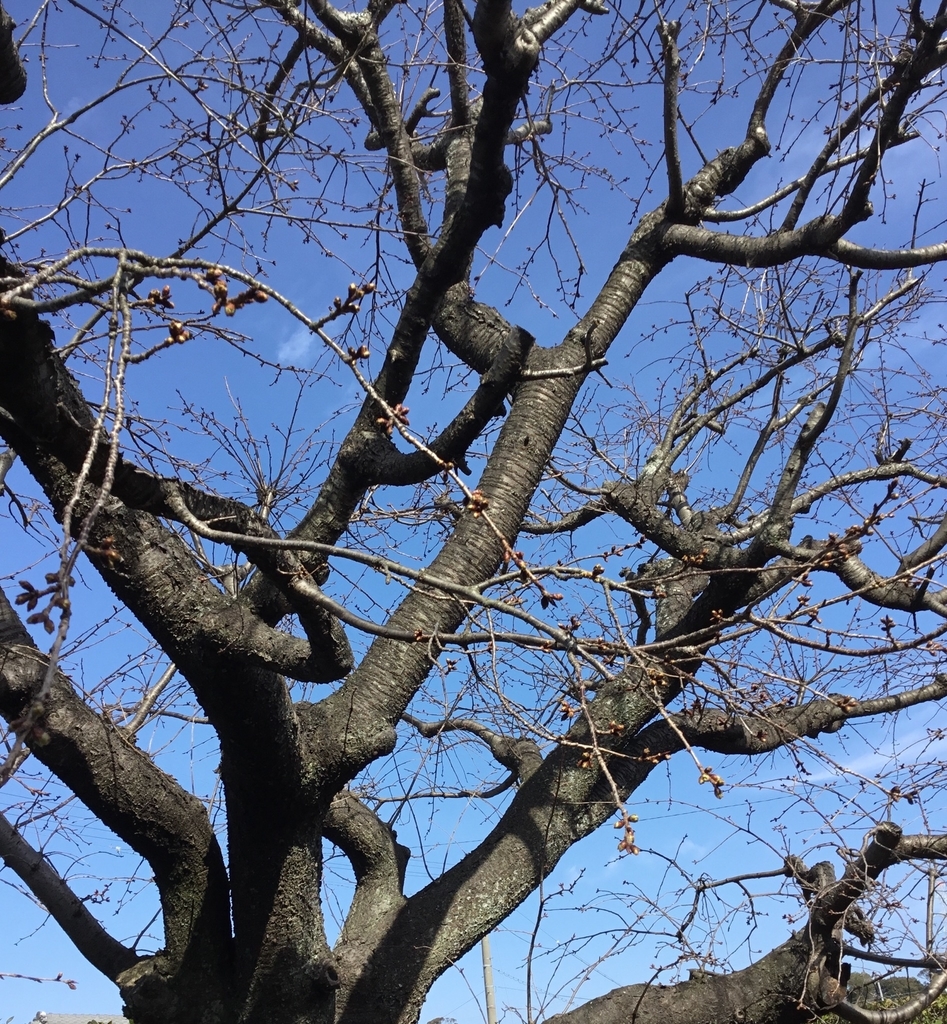 f:id:panda-mzlbk:20190302225536j:plain