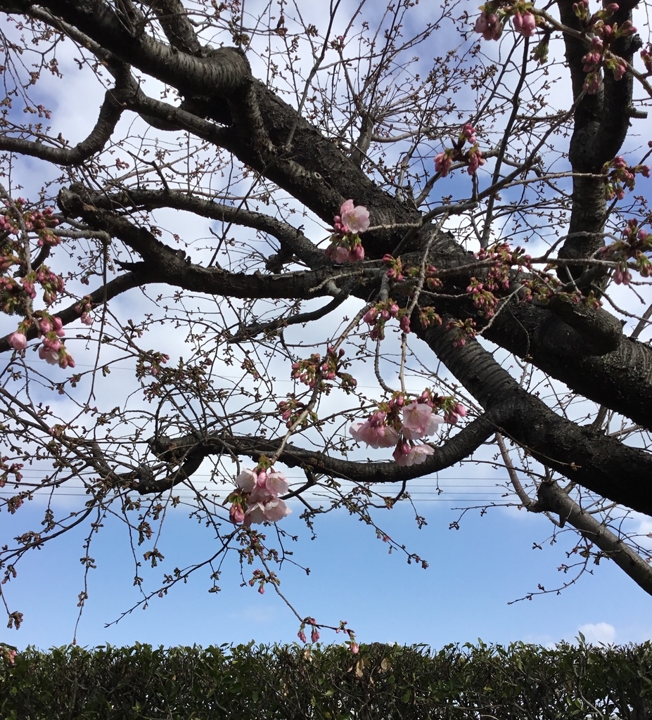 f:id:panda-mzlbk:20190302225623j:plain