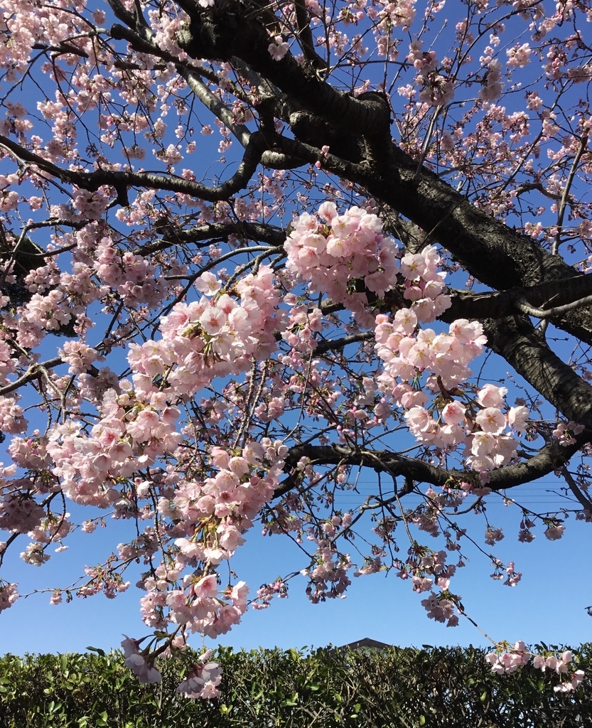 f:id:panda-mzlbk:20190308175037j:plain