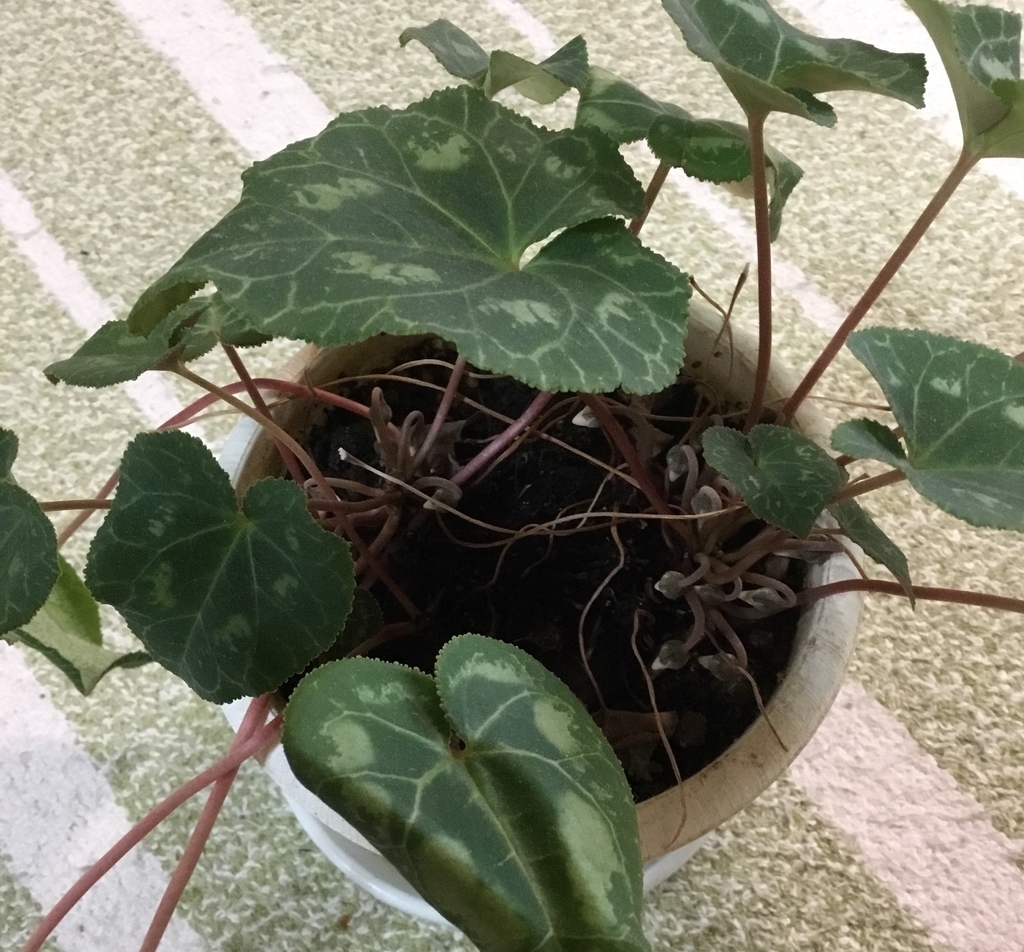 f:id:panda-mzlbk:20190310120150j:plain