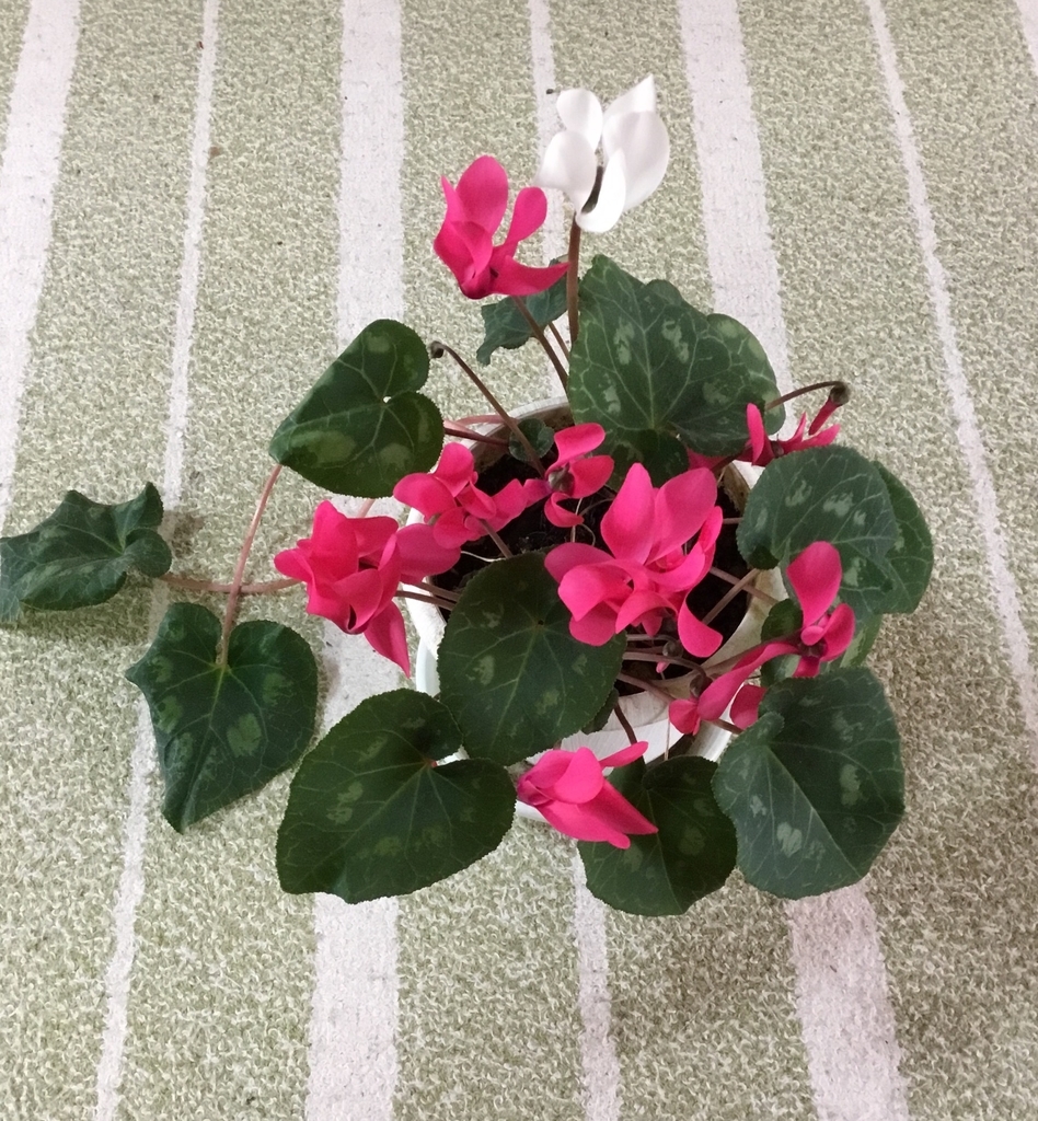 f:id:panda-mzlbk:20190310120230j:plain