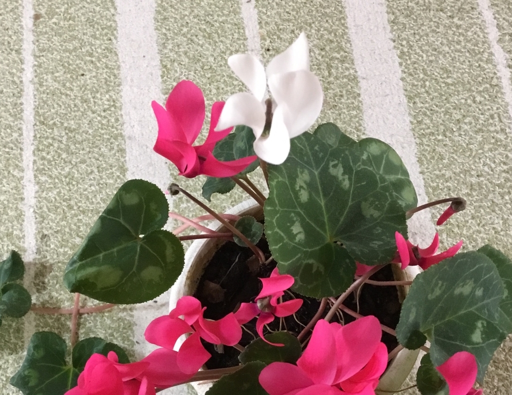 f:id:panda-mzlbk:20190310120316j:plain