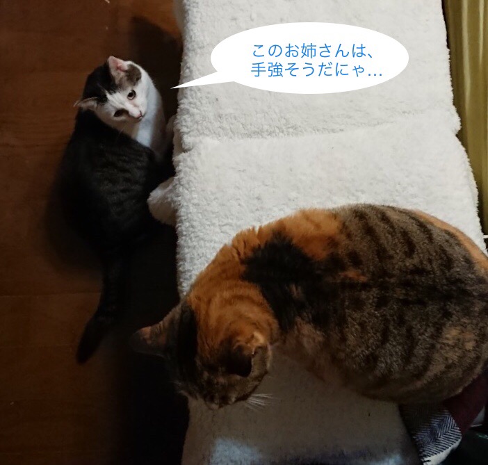f:id:panda-mzlbk:20190331213457j:plain