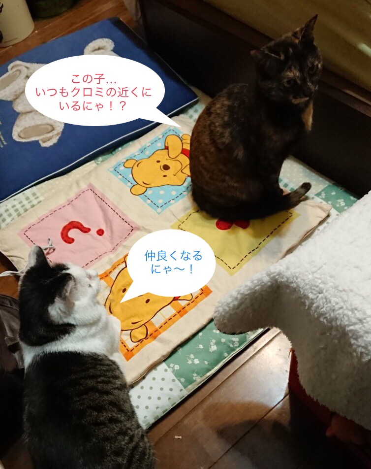 f:id:panda-mzlbk:20190331213804j:plain