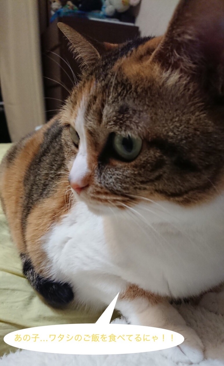 f:id:panda-mzlbk:20190331214516j:plain
