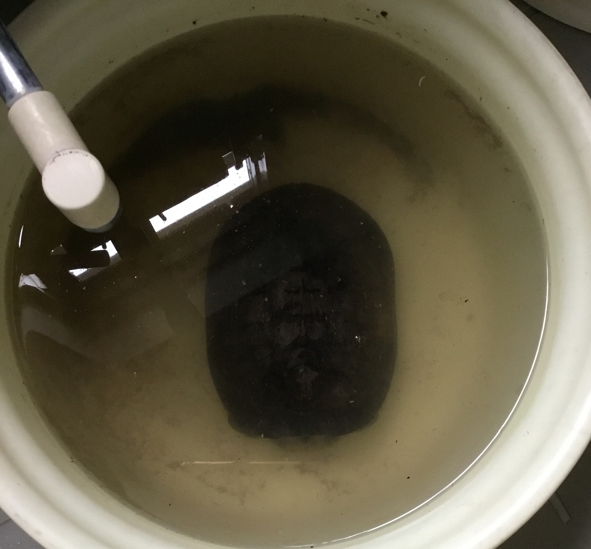 f:id:panda-mzlbk:20190501084425j:plain f:id:panda-mzlbk:20190501084425j:plain