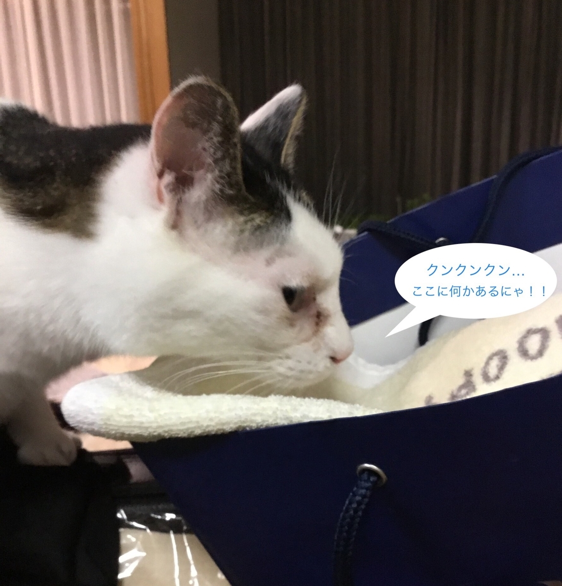 f:id:panda-mzlbk:20190513213358j:plain f:id:panda-mzlbk:20190513213358j:plain