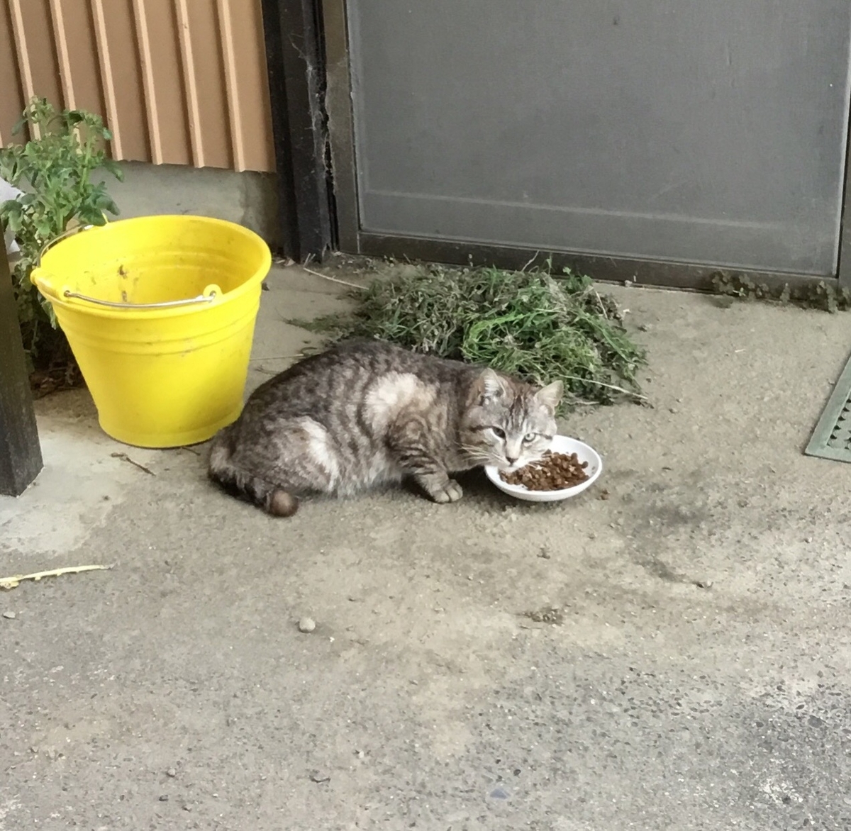 f:id:panda-mzlbk:20190517213645j:plain
