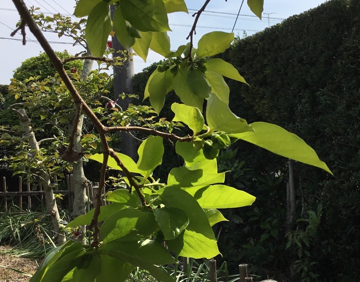 f:id:panda-mzlbk:20190518203112j:plain