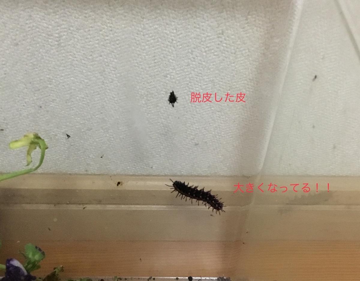 f:id:panda-mzlbk:20190522231933j:plain