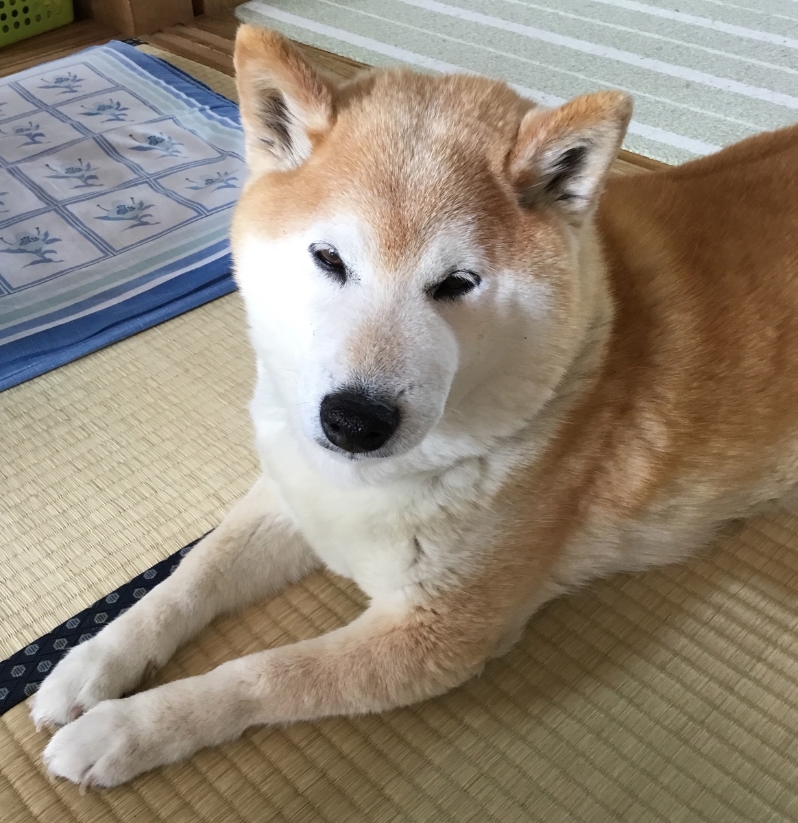 f:id:panda-mzlbk:20190607220857j:plain f:id:panda-mzlbk:20190607220857j:plain