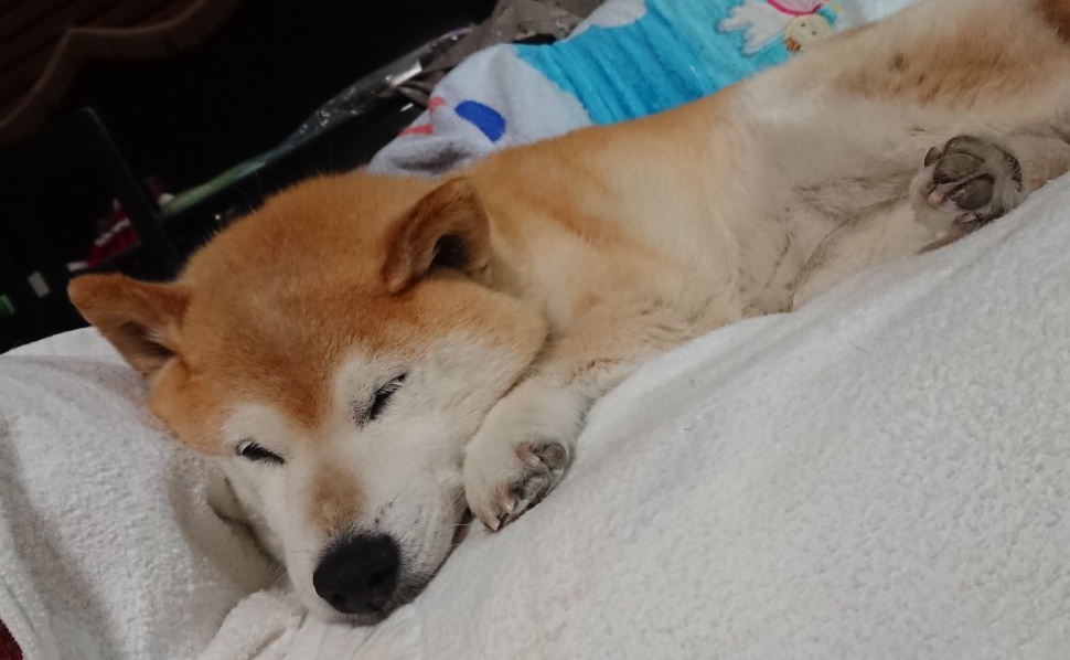 f:id:panda-mzlbk:20190607221315j:plain