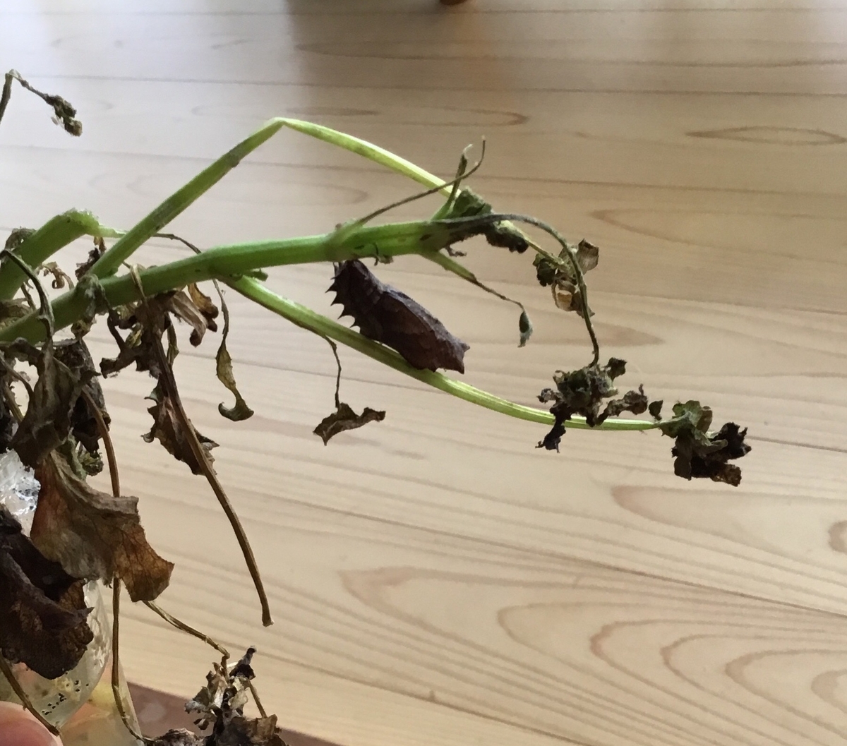 f:id:panda-mzlbk:20190609234449j:plain