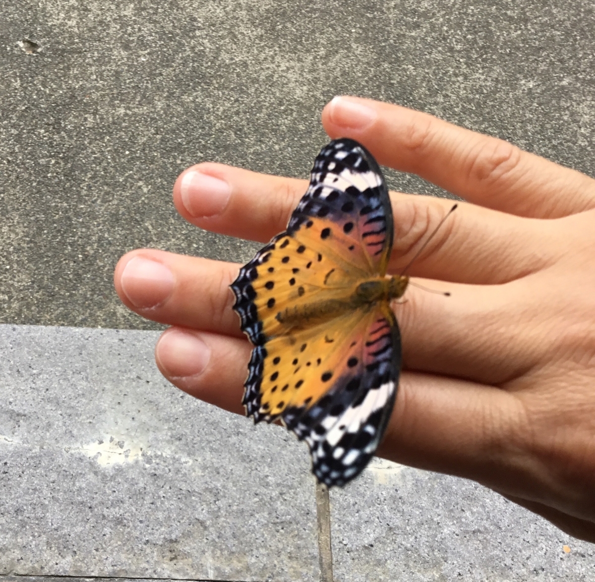 f:id:panda-mzlbk:20190618175626j:plain f:id:panda-mzlbk:20190618175626j:plain