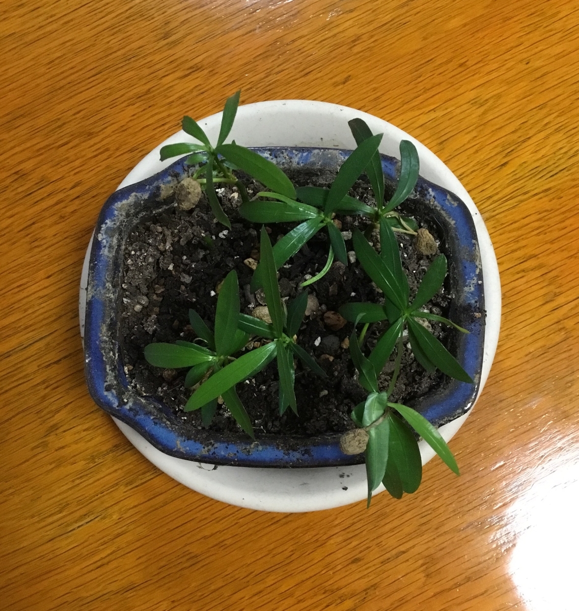 f:id:panda-mzlbk:20190619204916j:plain