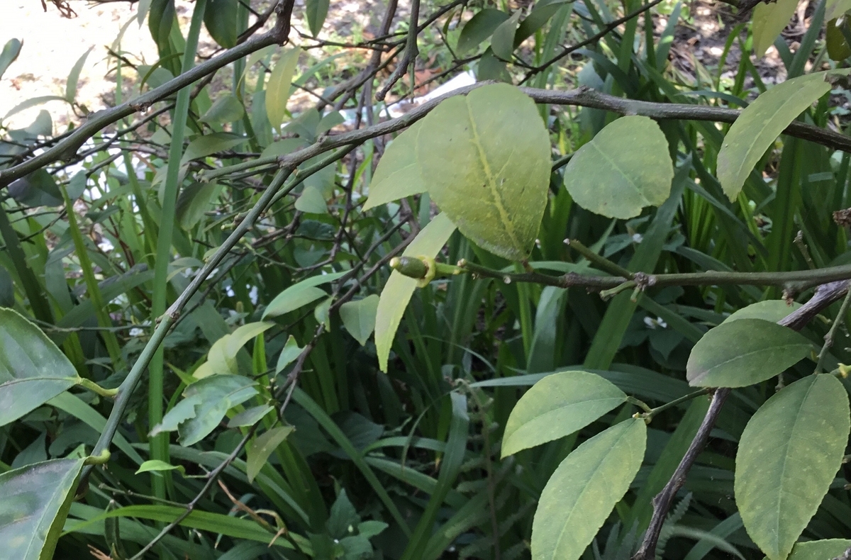 f:id:panda-mzlbk:20190627203719j:plain
