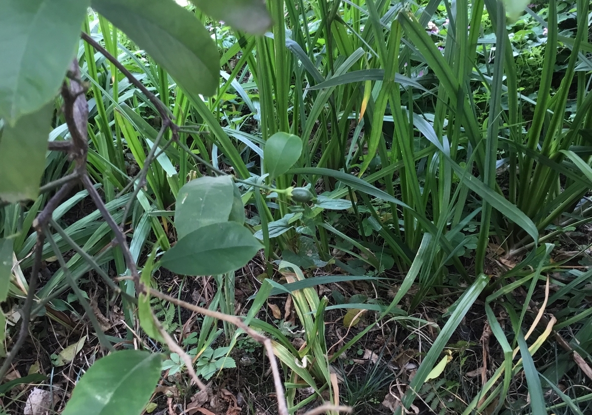 f:id:panda-mzlbk:20190627203757j:plain