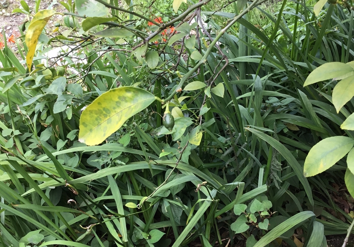f:id:panda-mzlbk:20190627203844j:plain