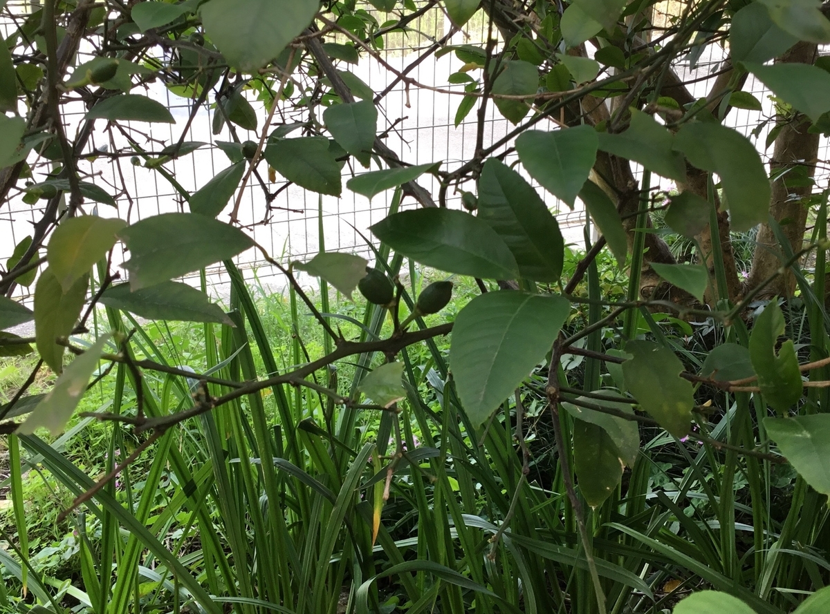 f:id:panda-mzlbk:20190627203852j:plain