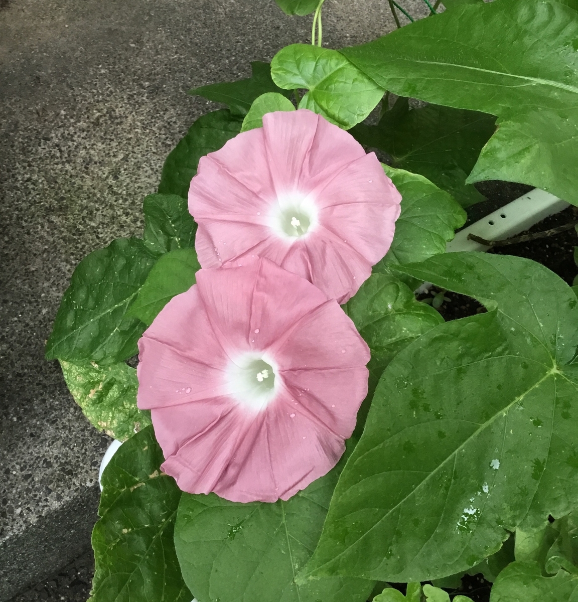 f:id:panda-mzlbk:20190701233642j:plain