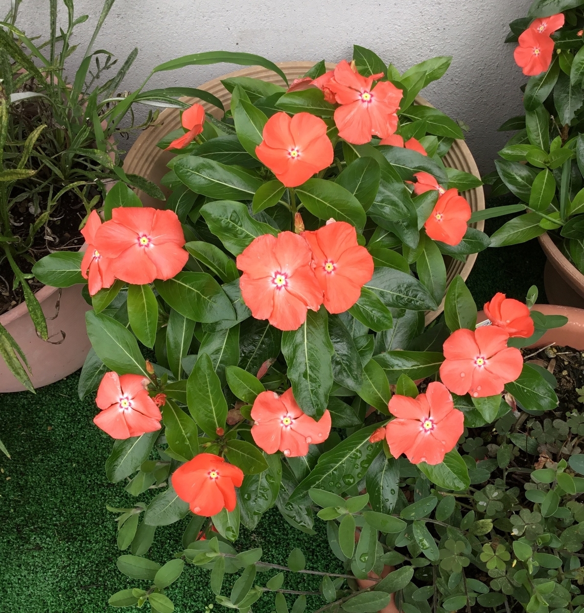 f:id:panda-mzlbk:20190711160253j:plain f:id:panda-mzlbk:20190711160253j:plain