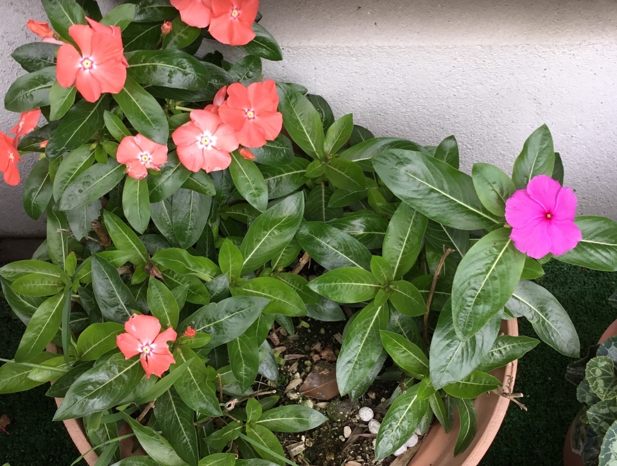f:id:panda-mzlbk:20190711160256j:plain