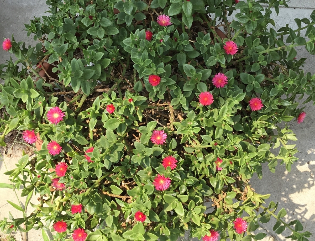 f:id:panda-mzlbk:20190713194648j:plain f:id:panda-mzlbk:20190713194648j:plain