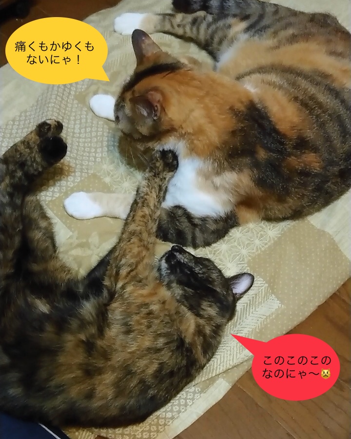 f:id:panda-mzlbk:20190715205901j:plain